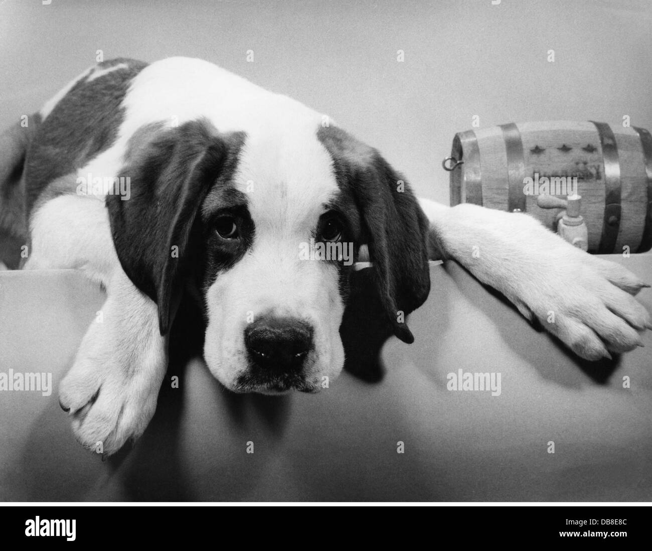 zoologie / Tiere, Säugetiere / Säugetiere, Hund (Canis lupus familiaris), 50er Jahre, zusätzliche-Rechte-Clearenzen-nicht verfügbar Stockfoto