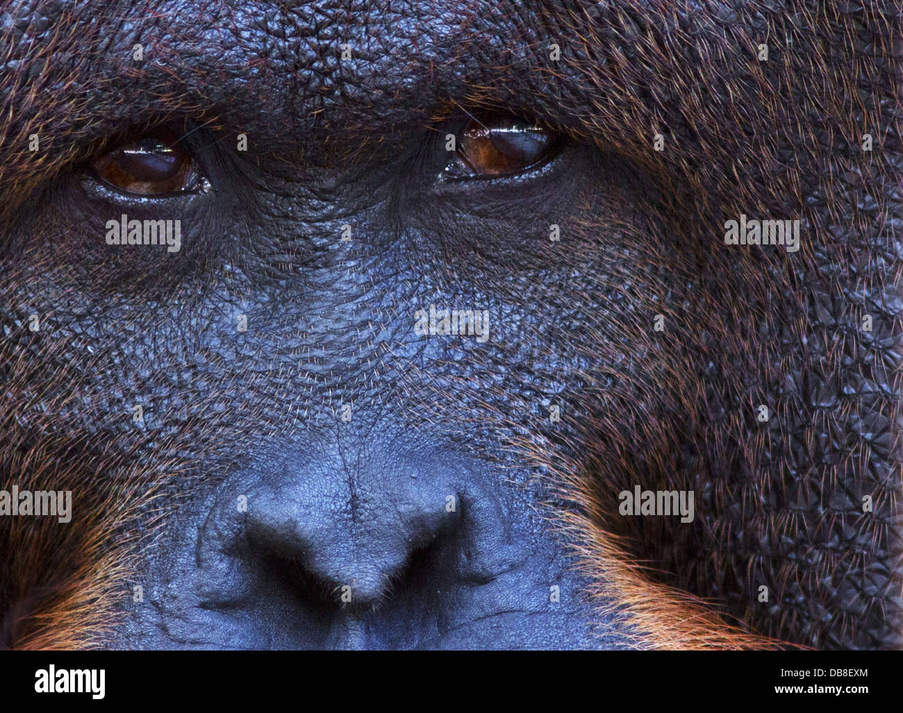 Porträt eines männlichen Orang-Utan, Pongo Pygmaeus, Sarawak, Malaysia Stockfoto