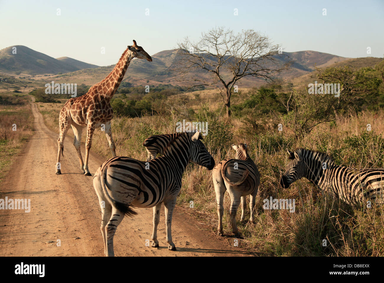 Giraffe und Zebra im Hluhluwe Imfolozi Nationalpark, KwaZulu-Natal Stockfoto