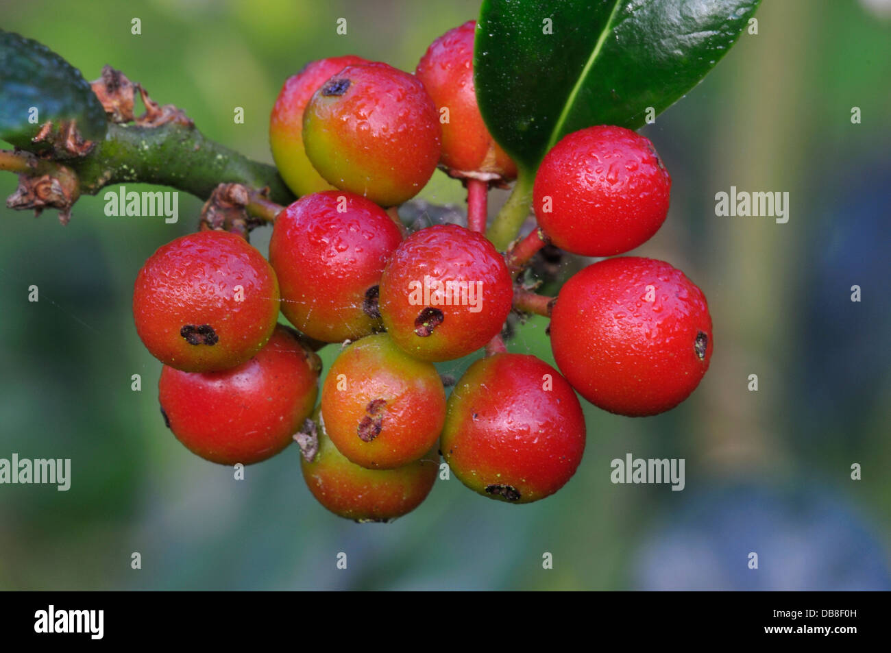 Reife Beeren der Stechpalme Stockfoto