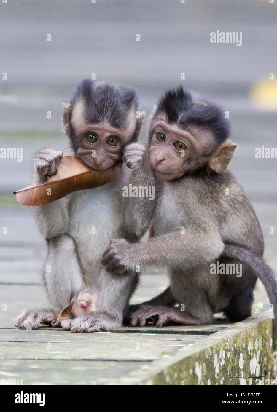 Baby Langschwanzmakaken, Macaca Fascicularis (Crab-eating Makaken), Bako Nationalpark, Sarawak, Malaysia Stockfoto Baby Langschwanzmakaken, Macaca Fascicularis (Crab-eating Makaken), Bako Nationalpark, Sarawak, Malaysia Stockfoto