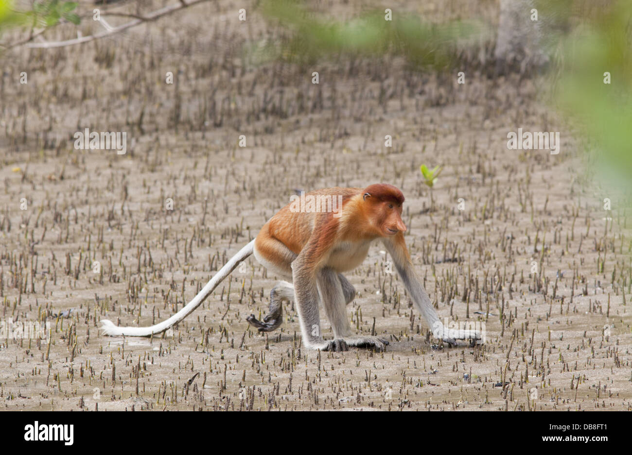 Männlichen Nasenaffe, Nasalis Larvatus, sitzen am Strand, Sabah, Malaysia Stockfoto