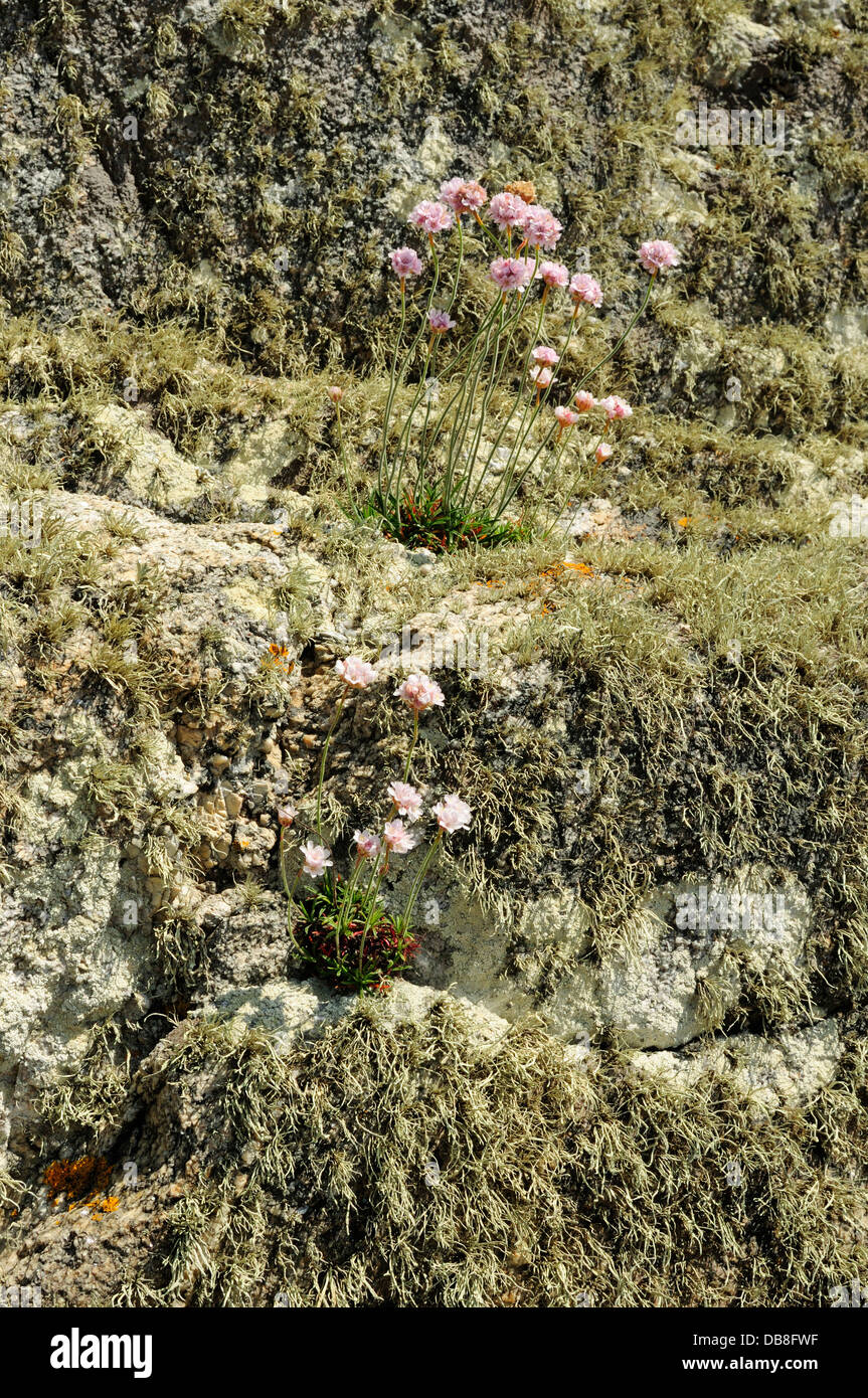 Meer Sparsamkeit (Armeria Pubigera) auf einem Felsen bedeckt in Elfenbein marine Flechten (Ramalina Cuspidata) Stockfoto