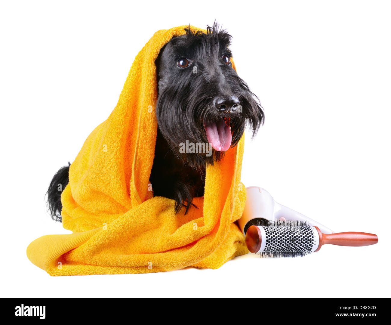 Scotch Terrier in gelben Handtuch sitzen auf einem weißen Hintergrund Stockfoto