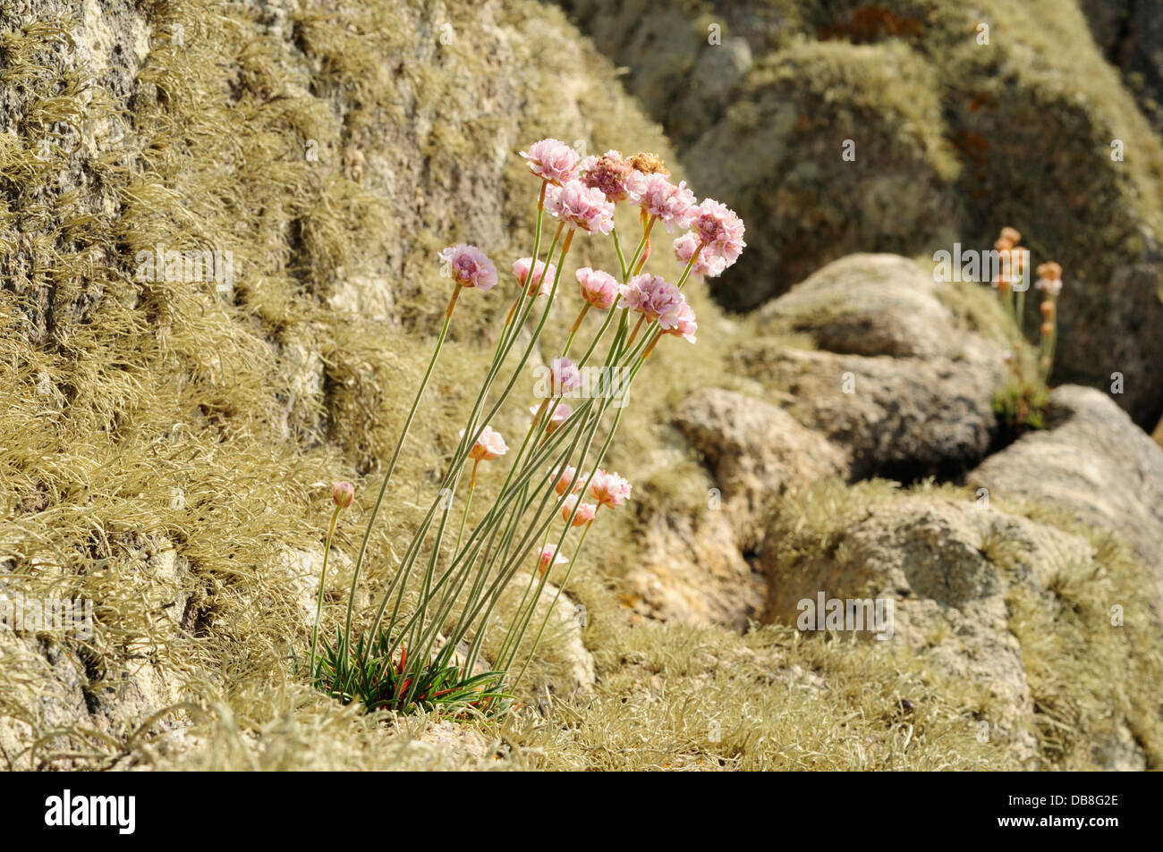 Meer Sparsamkeit (Armeria Pubigera) auf einem Felsen bedeckt in Elfenbein marine Flechten (Ramalina Cuspidata) Stockfoto