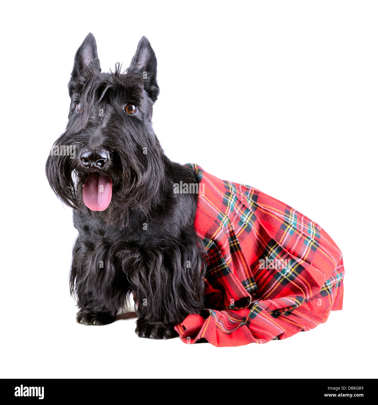 Scotch Terrier in einem roten Scotland Tartan sitzt auf einem weißen Hintergrund Stockfoto