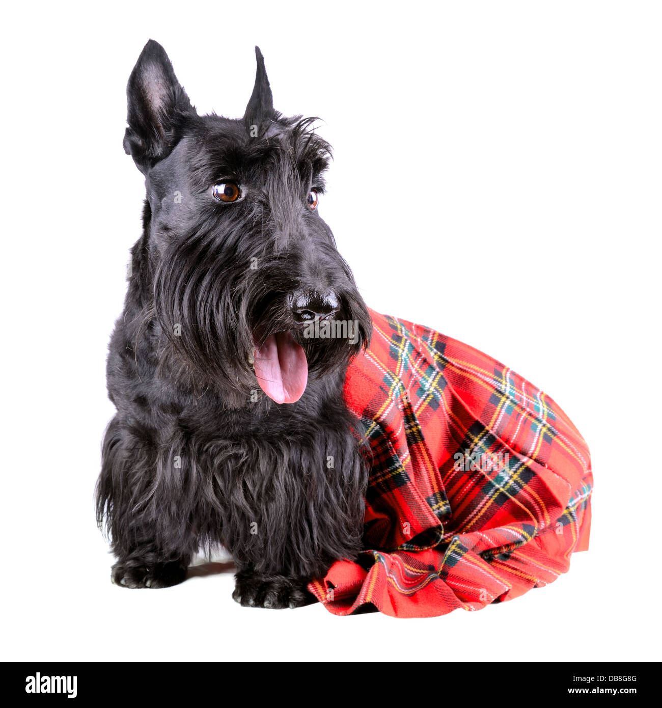 Scotch Terrier in einem roten klassischen Kilt sitzt auf einem weißen Hintergrund Stockfoto