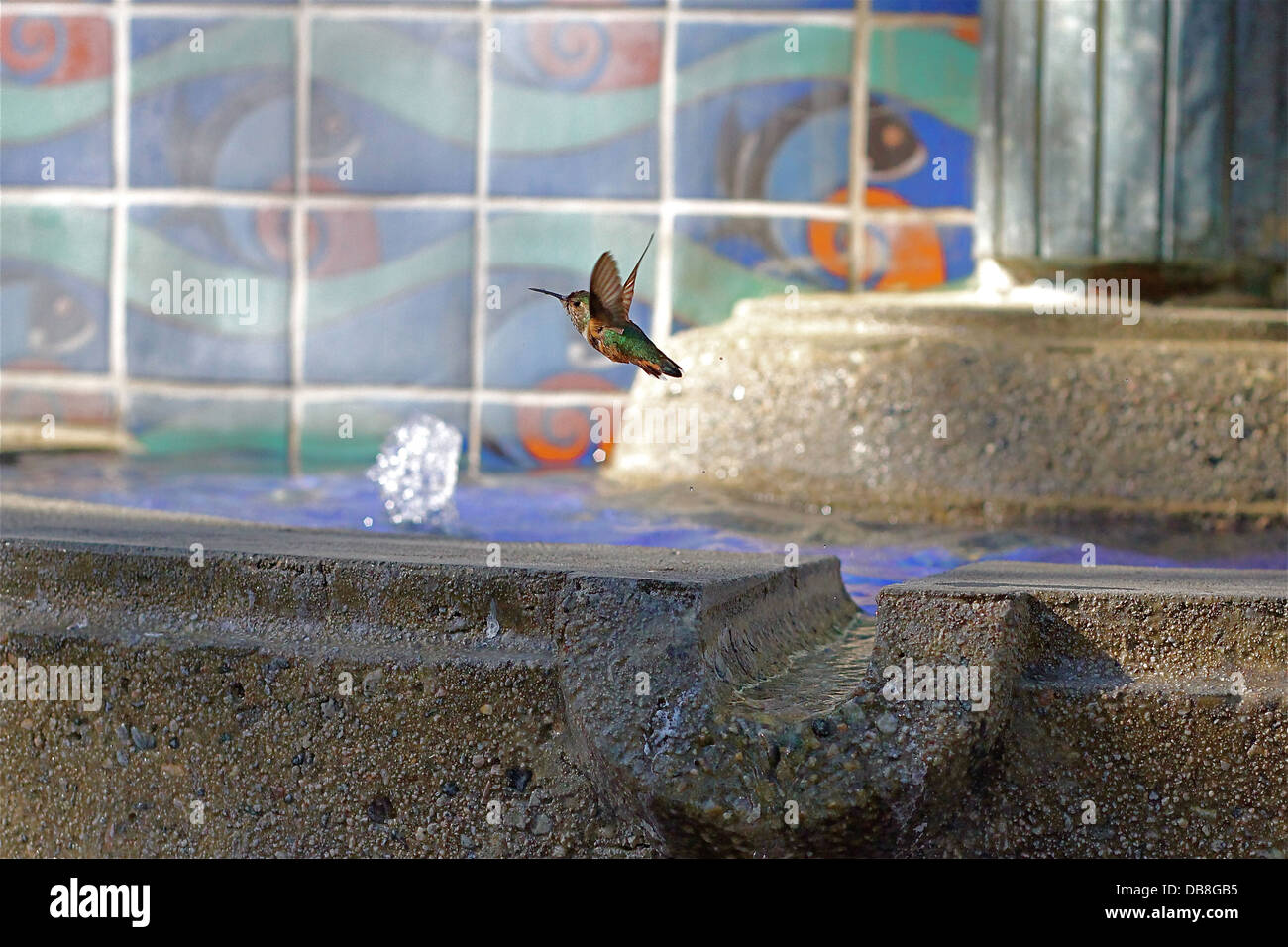 Kolibri mit Flügel im Flug vor Brunnen gefroren Stockfoto