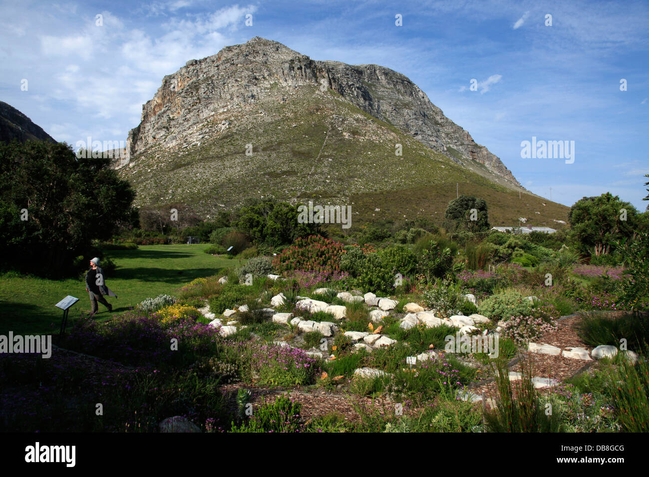 Harold Porter National Botanical Gardens, in der Nähe von Bettys Bay, Overberg Stockfoto