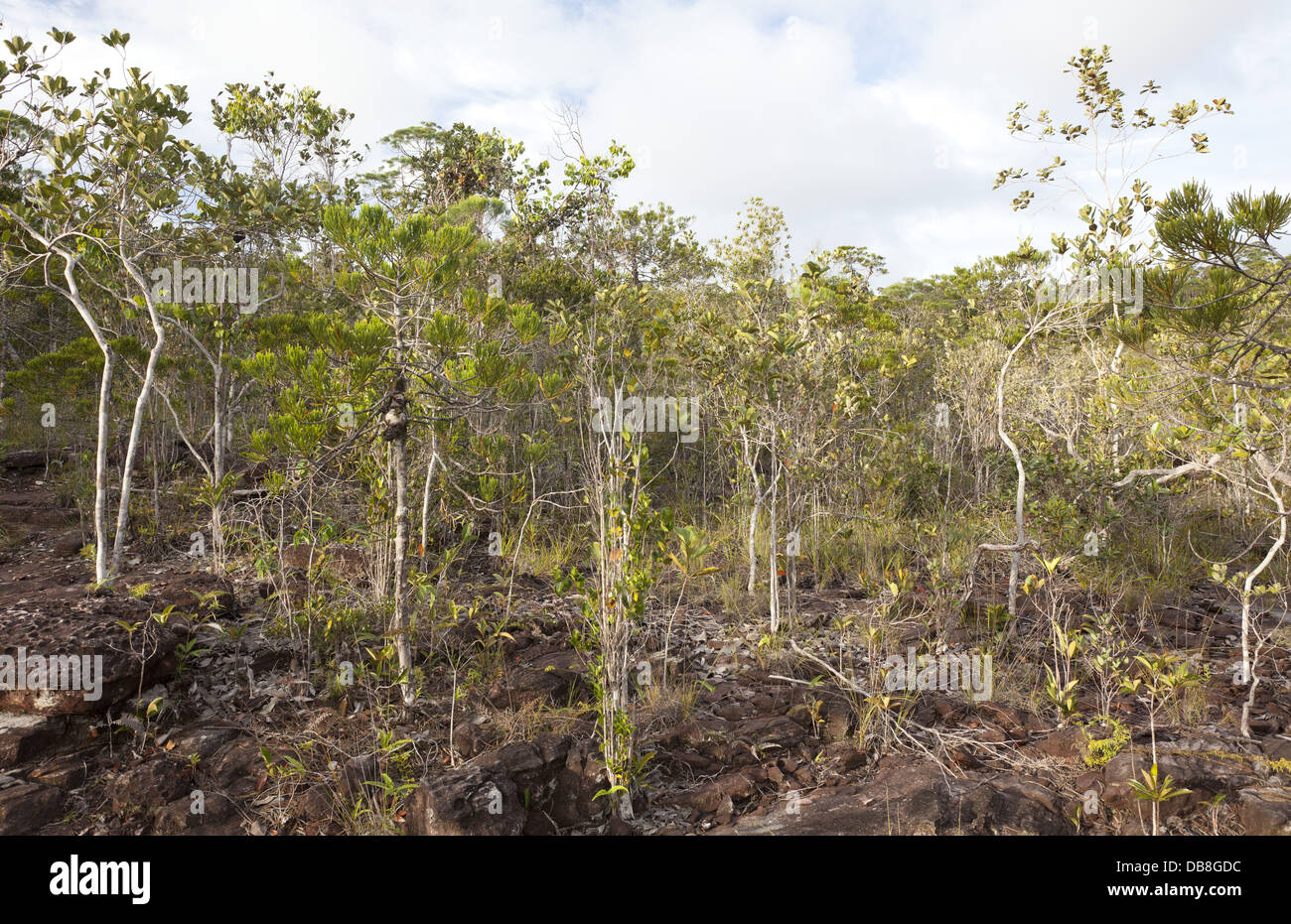 Bäume und Vegetation hoch oben im Bako Nationalpark, Sarawak, Malaysia Stockfoto