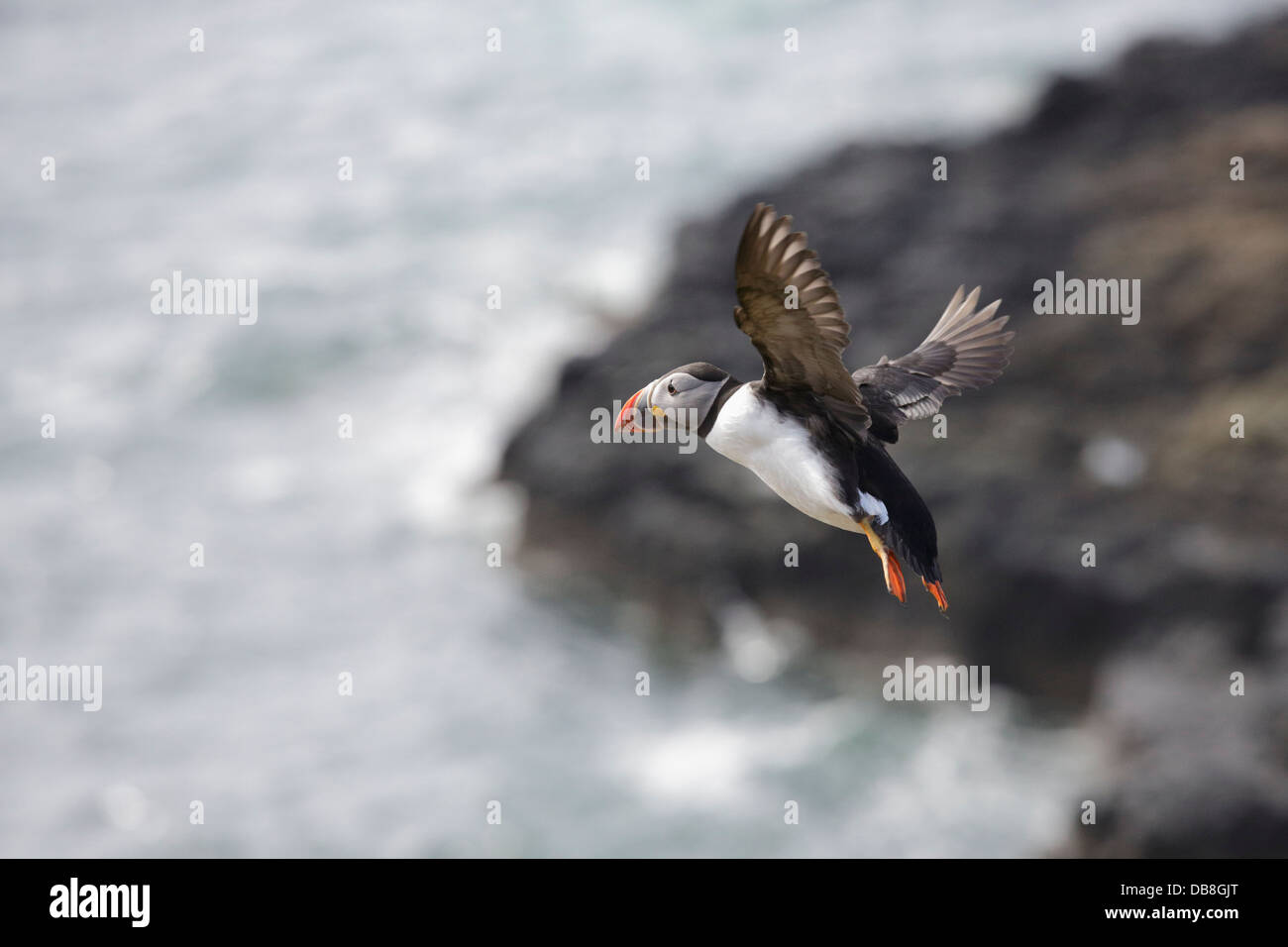 Papageitaucher fliegen Wasser aus, um sich auf See zu ernähren Stockfoto