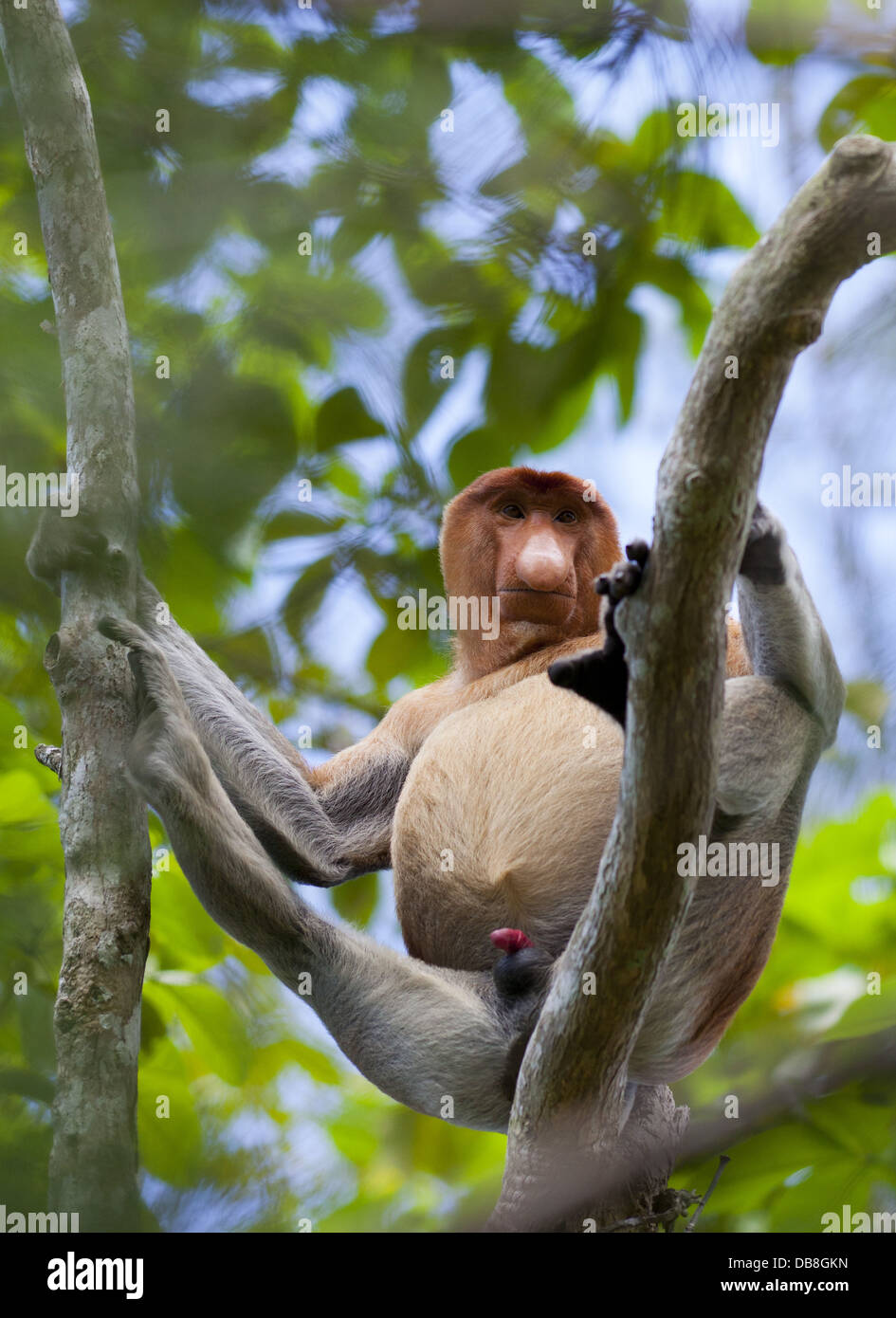 Männliche Proboscis Monkey, Nasalis larvatus, sitzen in einem Mangrove Tree, Bako Nationalpark, Sarawak, Malaysia Stockfoto
