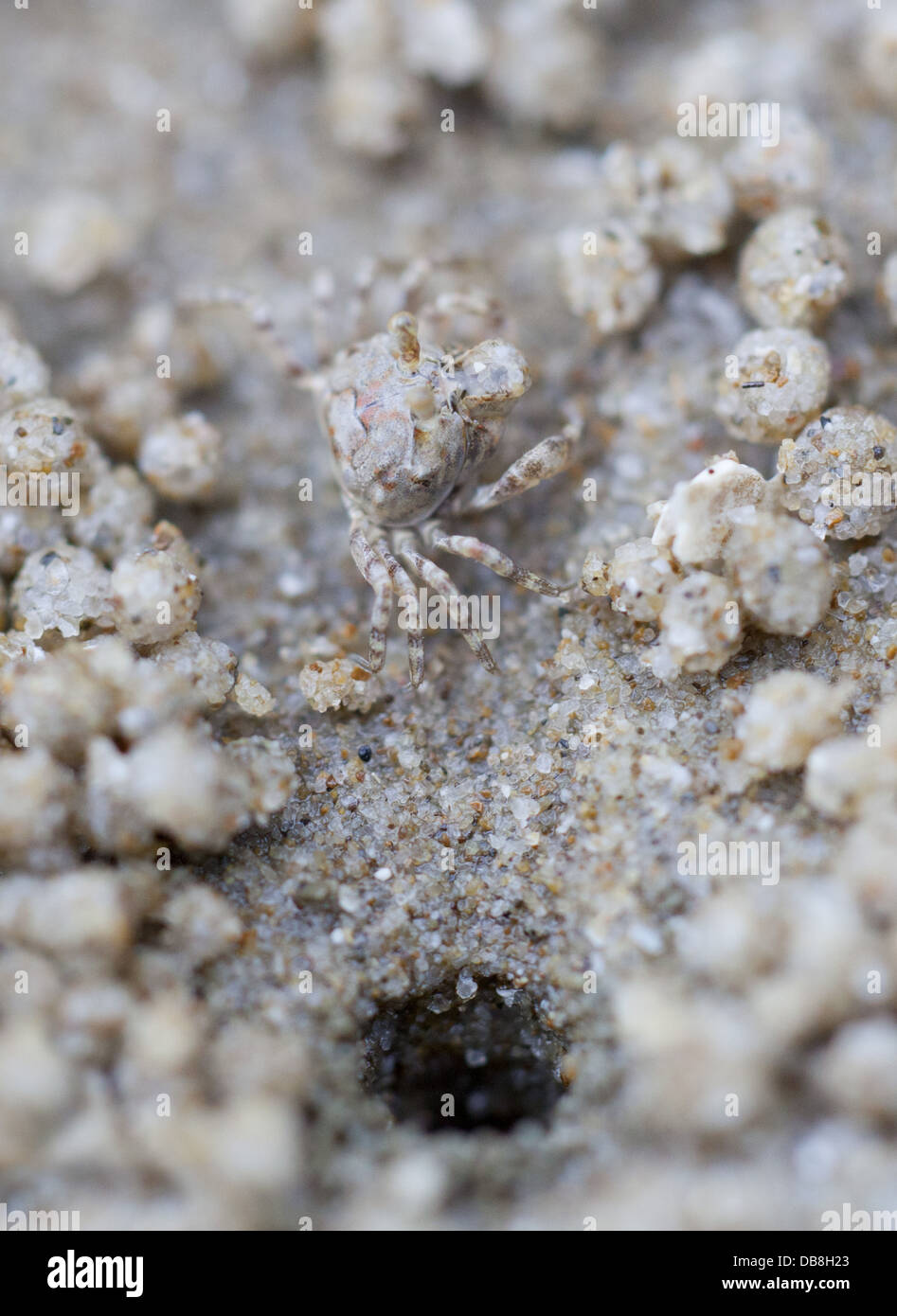 Sand Bubbler Krabbe, Scopimera Globosa, an einem Strand im Bako Nationalpark, Sarawak, Malaysia Stockfoto