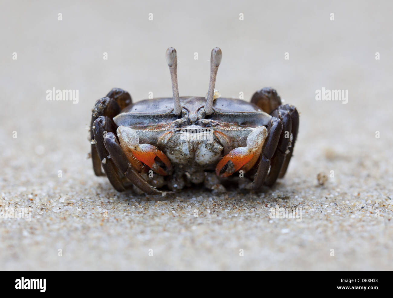 Kleine Krabbe, Bako Nationalpark, Sarawak, Malaysia Stockfoto