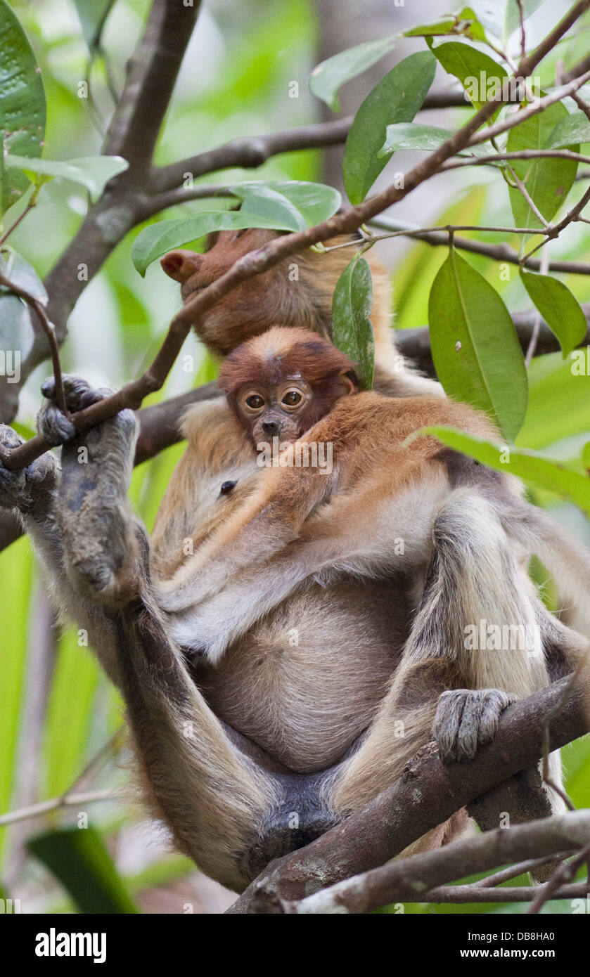 Weibliche Nasenaffe und Babysitting, Nasalis Larvatus in einem Baum, Bako Nationalpark, Sarawak, Malaysia Stockfoto