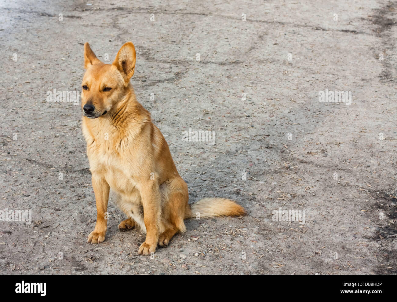 Ein roter Hund sitzt auf der Straße Stockfoto