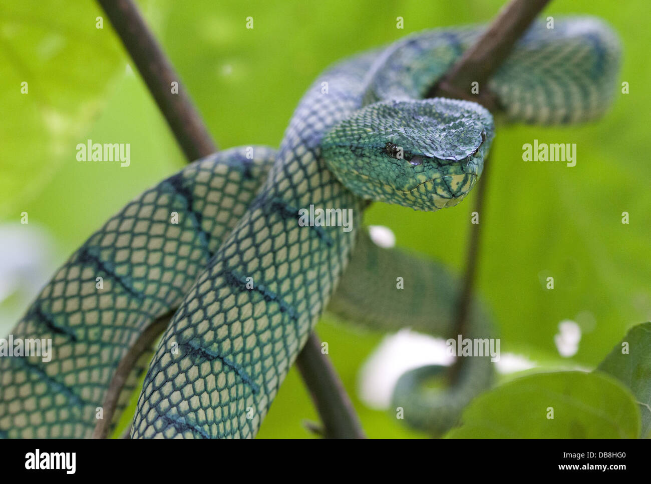 Grün-Grubenotter, Tropidolaemus Subannulatus, Sabah, Malaysia Stockfoto