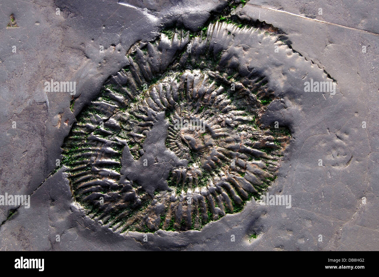 Ein Ammonit in den Felsen am Kimmeridge Dorset UK Stockfoto