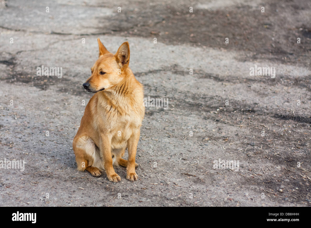 Ein roter Hund sitzt auf der Straße Stockfoto