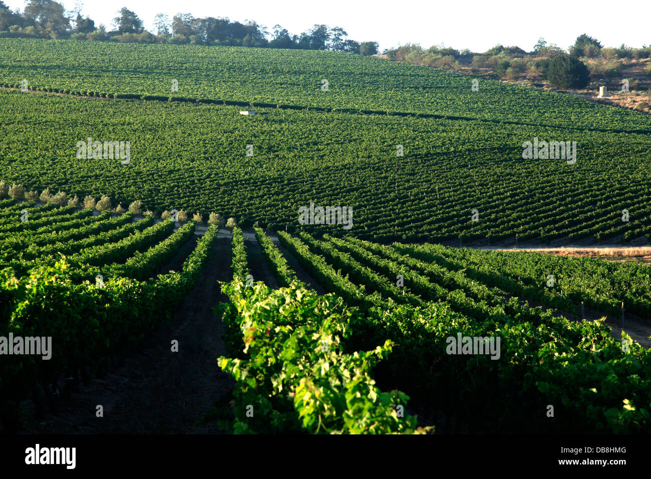 Weinberge am Zevenwacht Wine Estate, Weinstraße, Western Cape Stockfoto