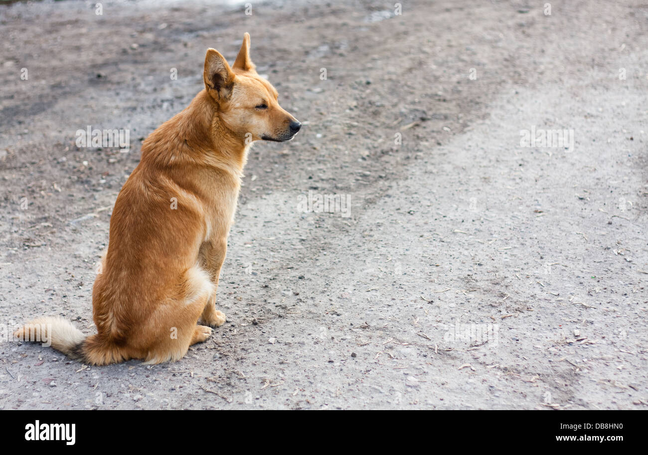 Ein roter Hund sitzt auf der Straße Stockfoto