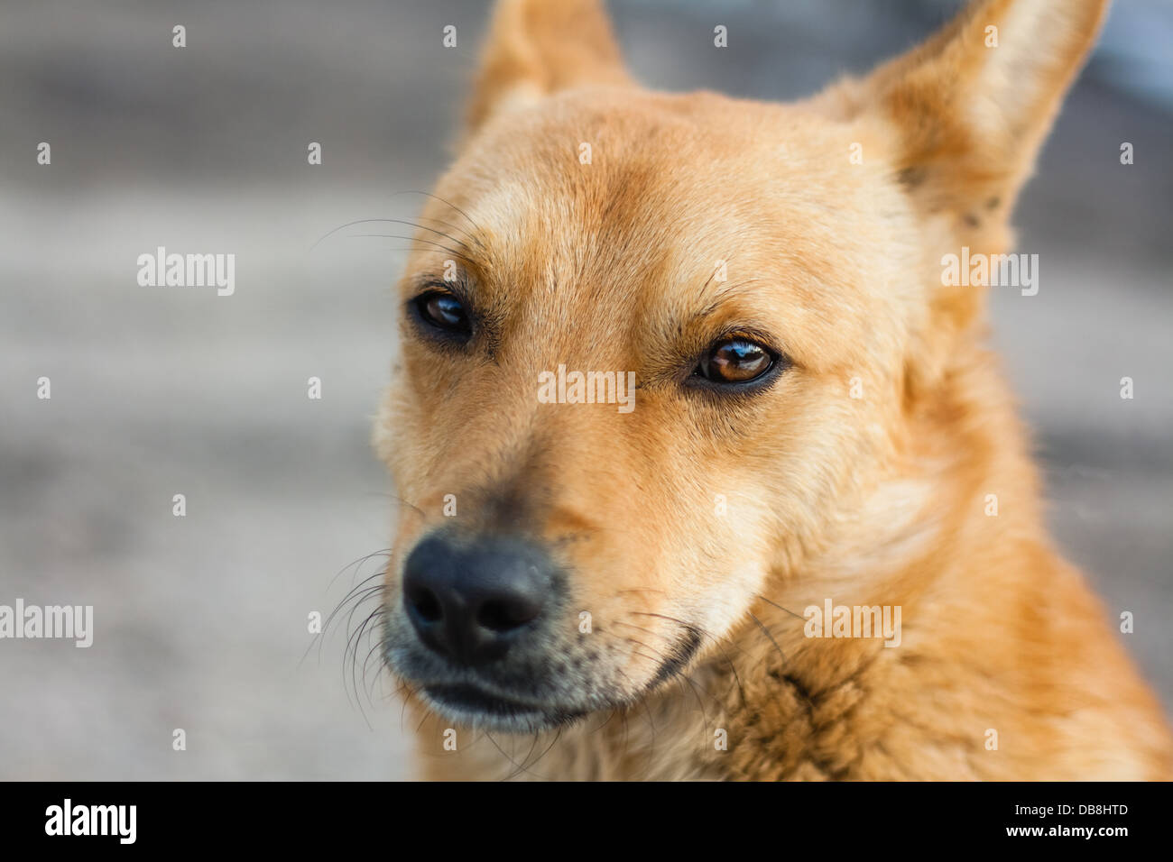 Porträt des roten Hundes hautnah Stockfoto