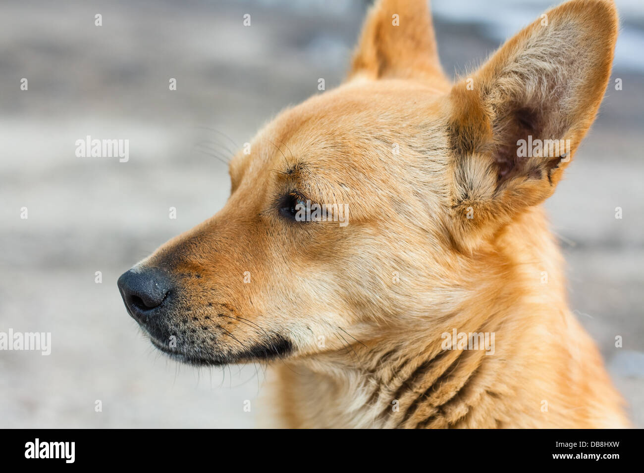 Porträt des roten Hundes hautnah Stockfoto