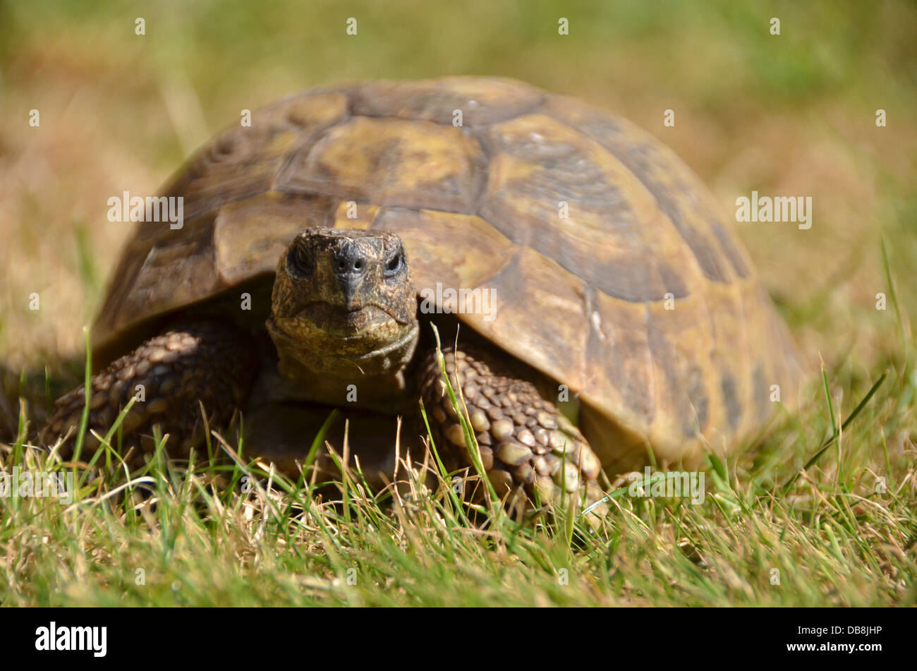 Eine Schildkröte Stockfoto