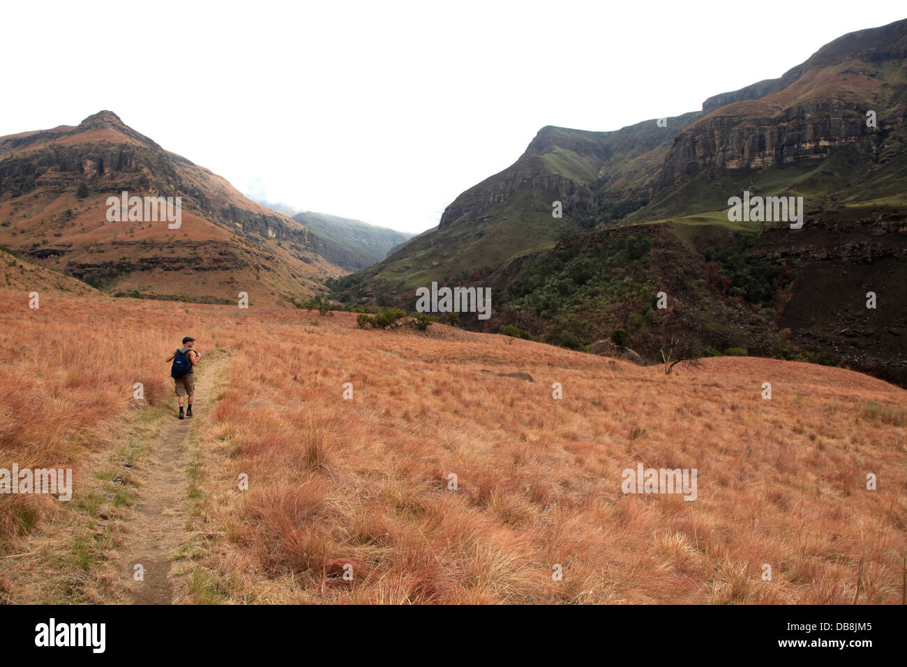 Wanderer zu Fuß durch ein Feld in der Nähe von Cathedral Peak in den Drakensbergen Stockfoto