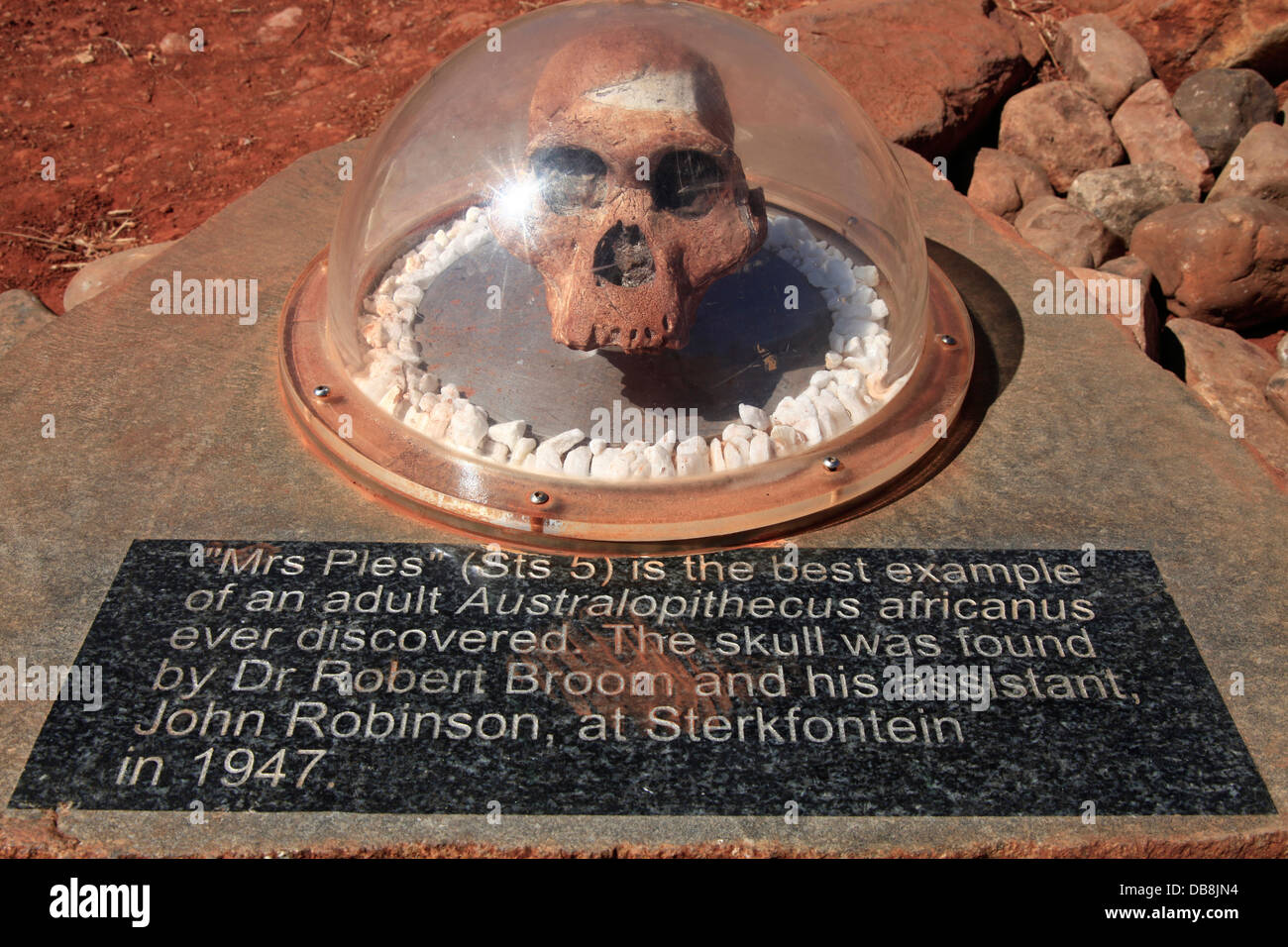 Replikat Schädel Frau Ples Hominiden Fossilien gefunden in Sterkfontein Höhlen jetzt auf Anzeige Maropeng Besucher Zentrum Wiege Menschheit Stockfoto