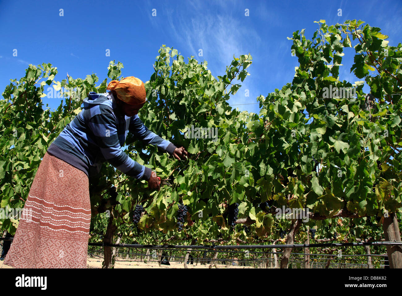 eine Frau schneidet Trauben aus den Weinbergen, Zevenwacht Wine Estate, Weinstraße, Western Cape Stockfoto