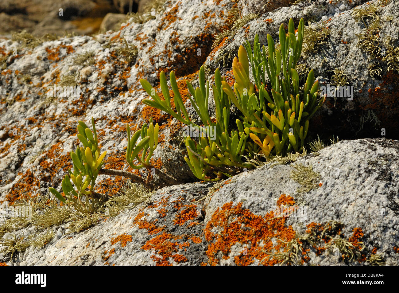 Meeresfenchel (Crithmum Maritimum) und Marine Flechten Stockfoto