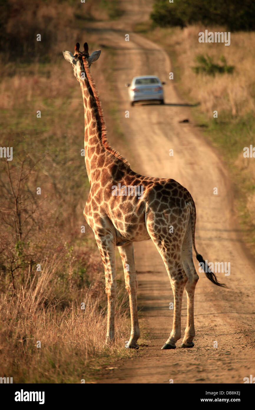 Giraffe Blick auf Auto im Hluhluwe Imfolozi Nationalpark, KwaZulu-Natal Stockfoto