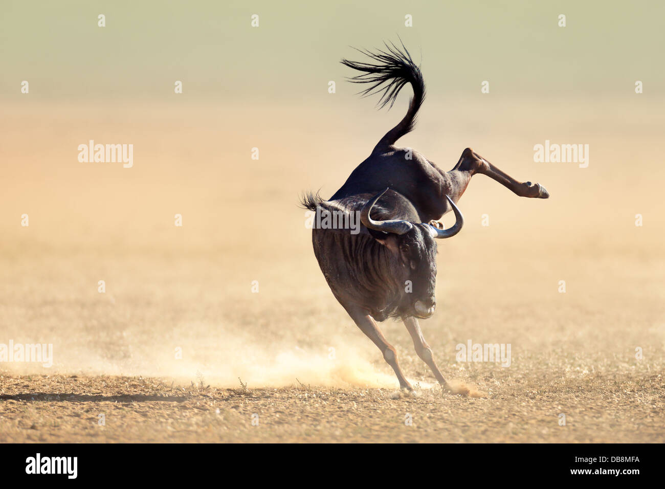 Streifengnu herumspringen spielerisch - Kalahari-Wüste - Südafrika Stockfoto