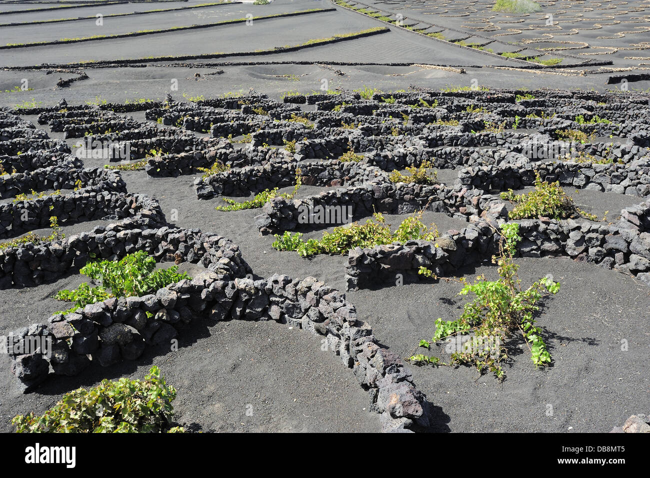 Weinberge auf schwarzem Vulkansand in La Geria Tal, Insel Lanzarote, Kanarische Inseln, Spanien Stockfoto