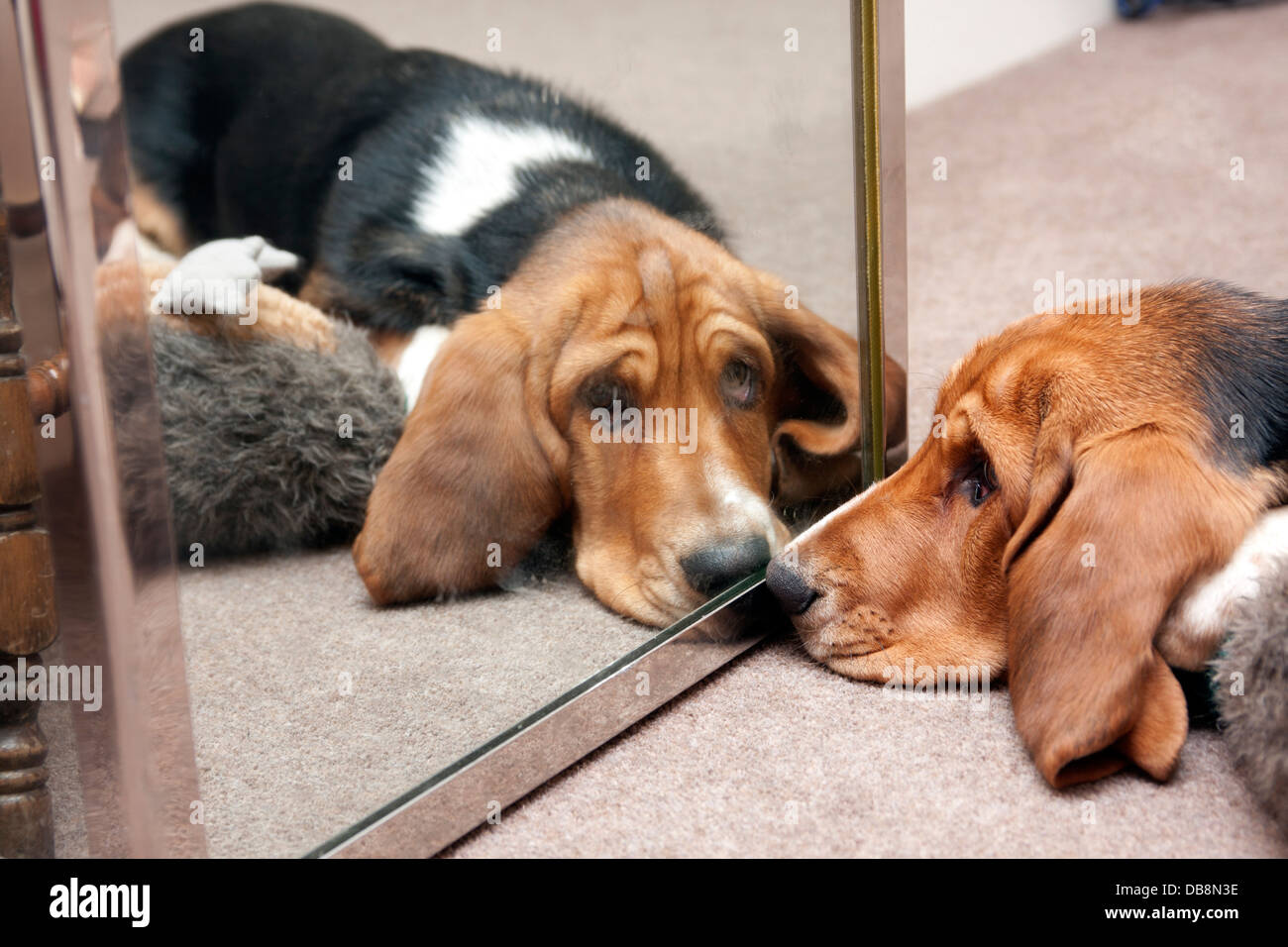 Basset Hound Welpen sein Spiegelbild im Spiegel zu betrachten Stockfoto