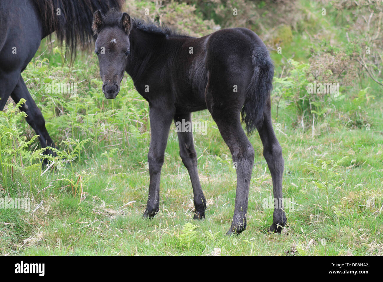 Ein schwarzes Dartmoor Pony mit einem Shinny Mantel. Stockfoto