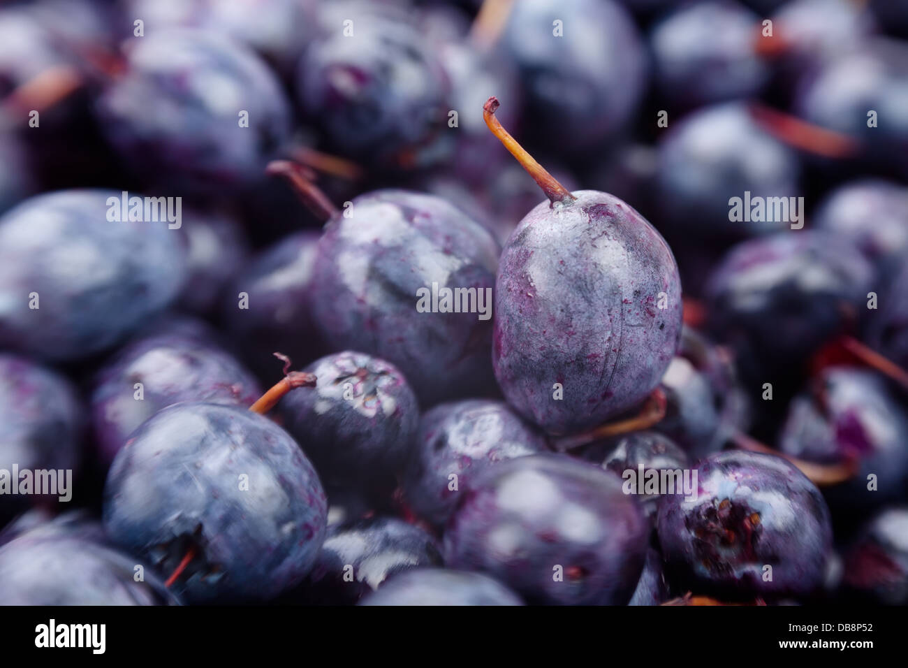 Heidelbeere Makro Nahaufnahme glänzend reif Stockfoto