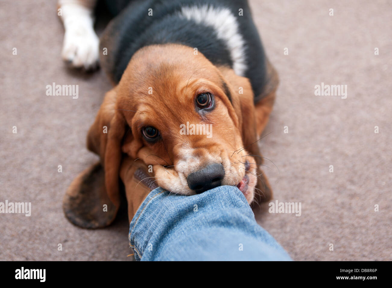 bassett Hündchen spielen beißende Besitzer Hosenbein Stockfoto