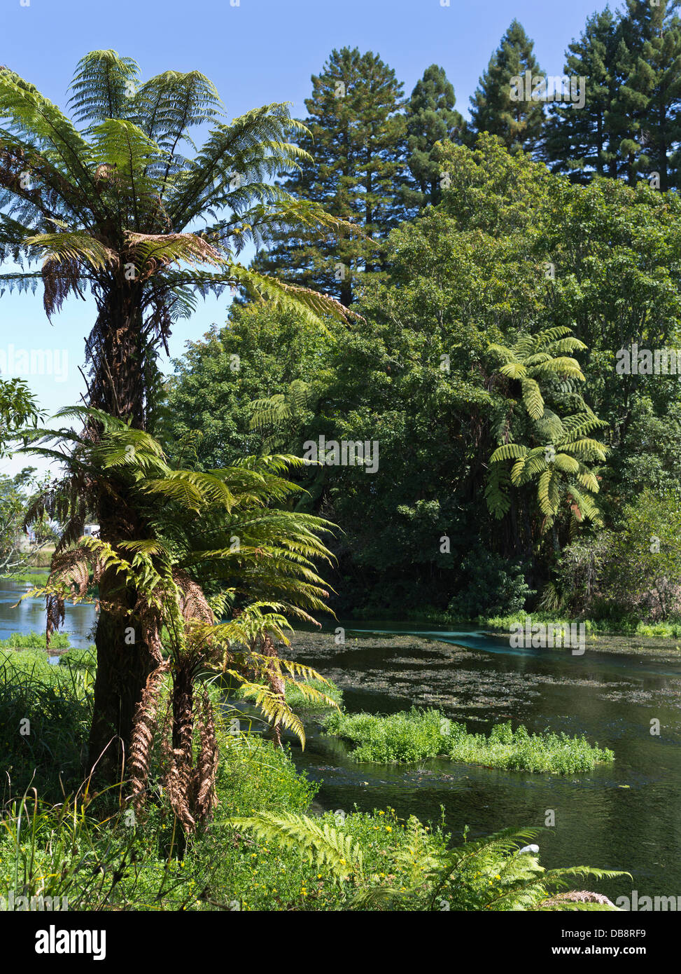 dh Springs Recreation Reserve ROTORUA HAMURANA NEW ZEALAND NZ River Und Baum Park Bäume Quellwasser Stockfoto