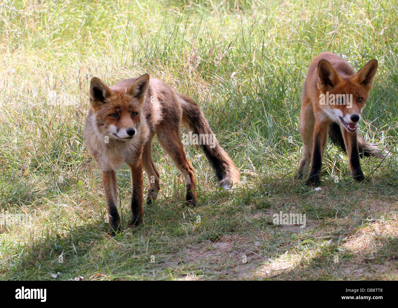 Nahaufnahme von Mutter und Sohn europäischer roter Fuchs (Vulpes Vulpes) Stockfoto