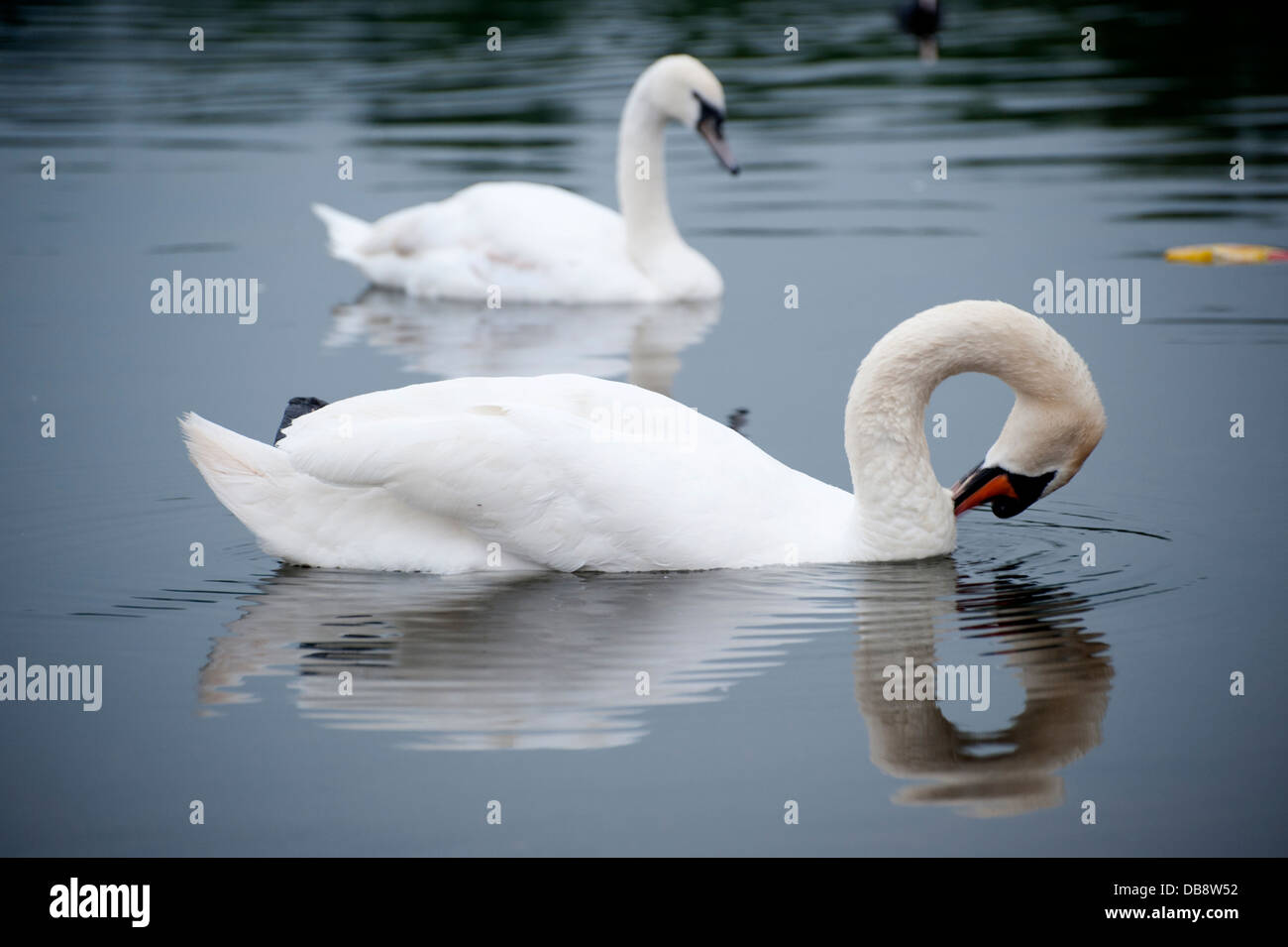 zwei weiße Schwäne auf Teich Anfang Sommer Abend mit hervorragenden Reflexionen über Wasser und Wellen und gebogenen Hals Formen Stockfoto zwei weiße Schwäne auf Teich Anfang Sommer Abend mit hervorragenden Reflexionen über Wasser und Wellen und gebogenen Hals Formen Stockfoto