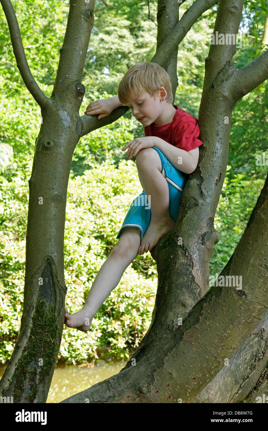 kleiner Junge in einem Baum Stockfoto