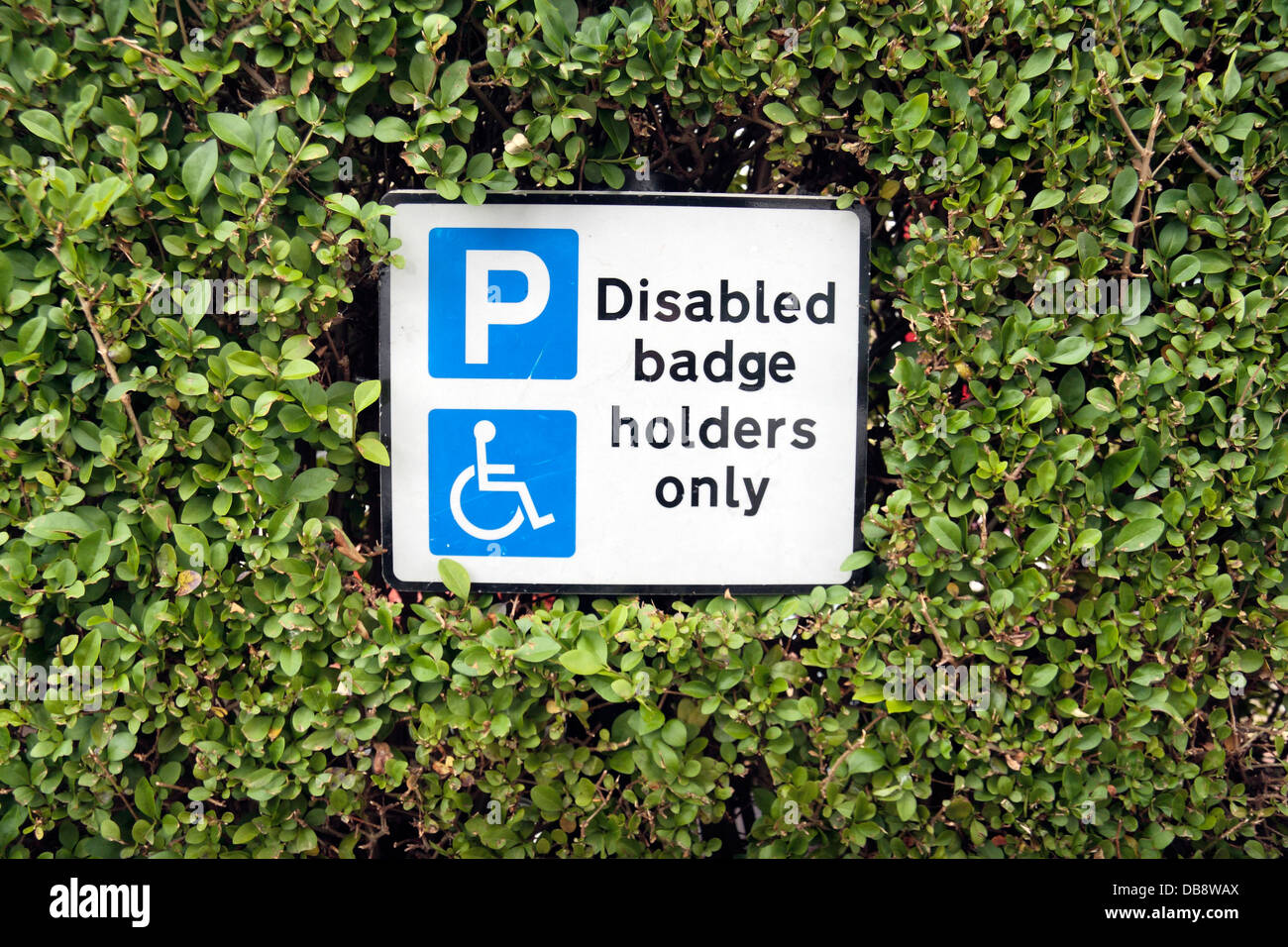 Ein "Behindert Abzeichen Inhaber nur" Zeichen umgeben von einer Hecke in London, Vereinigtes Königreich. Stockfoto