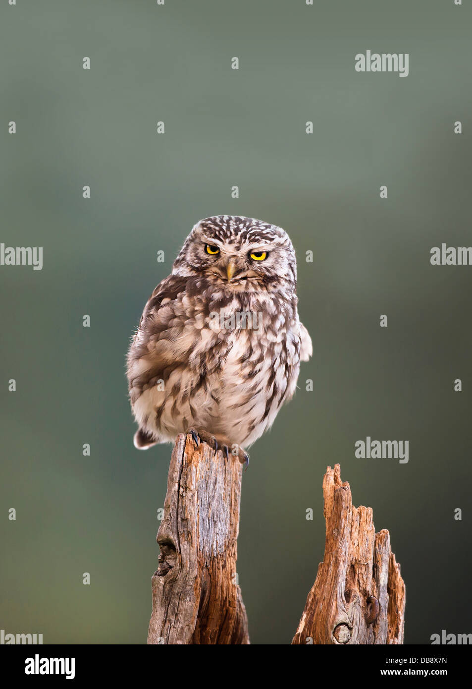 Kleine Eule hocken auf einem morschen Pfosten Stockfoto