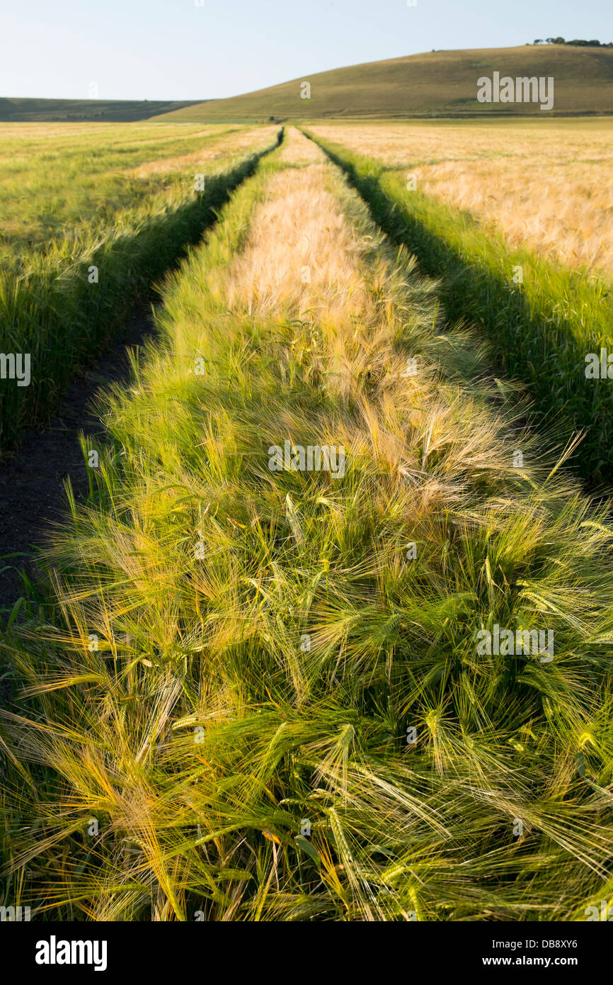Weizen wächst in Feld-Hof Stockfoto