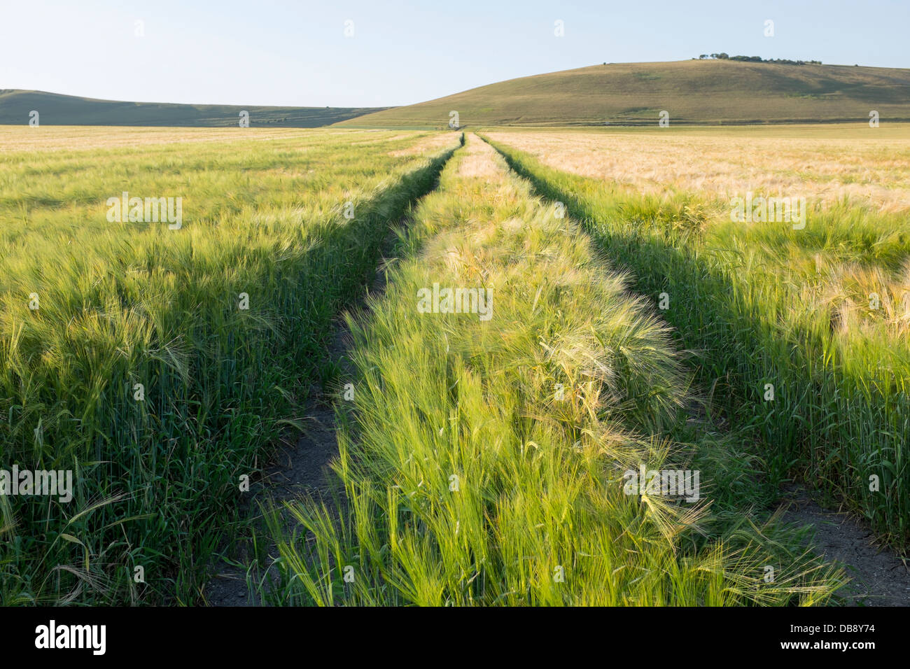 Weizen wächst in Feld-Hof Stockfoto