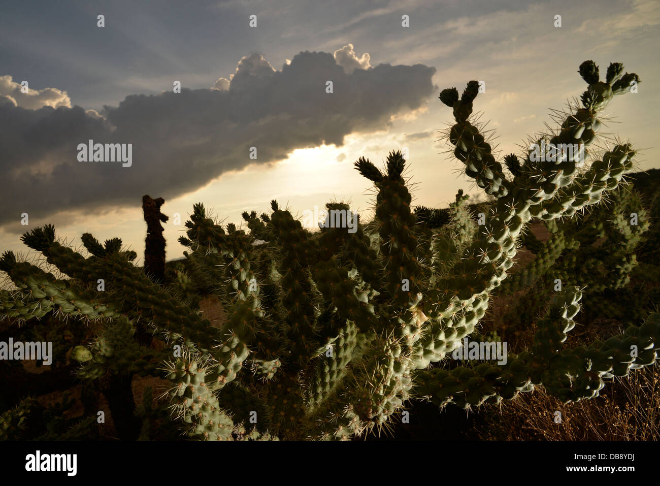 Cholla Cactus bei Sonnenuntergang in den Ausläufern der Santa Catalina Mountains in der Sonora-Wüste, Catalina, Arizona, USA. Stockfoto