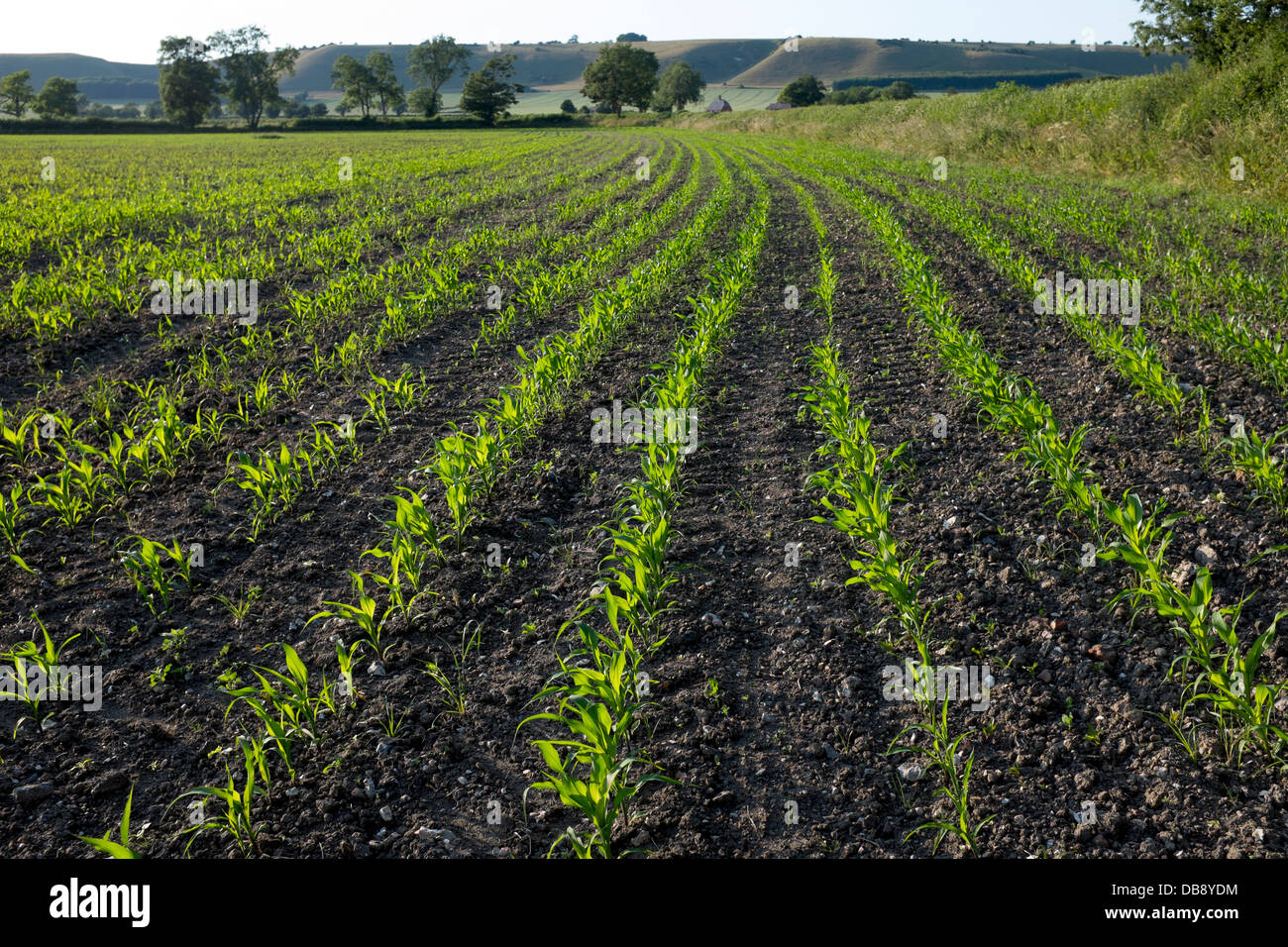 Junge Maispflanzen wachsen in Feld-Hof Stockfoto