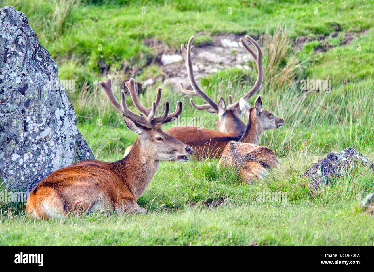 Red Deer Stockfoto